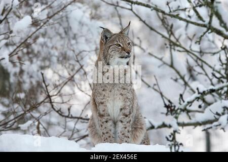 Nördlichen Luchs (Lynx Lynx Lynx), in Gefangenschaft, Highland Wildlife Park, Kingussie, Schottland, Vereinigtes Königreich Stockfoto