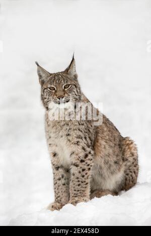 Nördlichen Luchs (Lynx Lynx Lynx), in Gefangenschaft, Highland Wildlife Park, Kingussie, Schottland, Vereinigtes Königreich Stockfoto