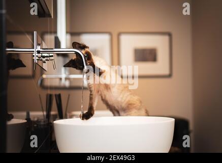 Kleines Kätzchen (Devon Rex) spielt mit einem Wasser aus einem Wasserhahn im Badezimmer. Selektiver Fokus, Bokeh Stockfoto