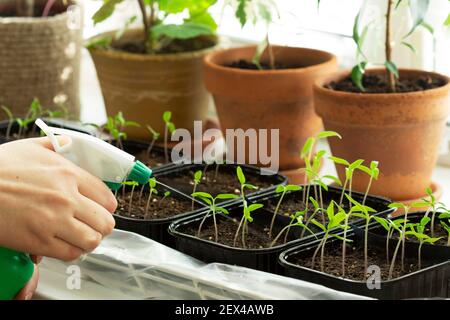 Selbstgewachsene Tomatenpflanzen. Die Frau gießt die Sämlinge. Stockfoto