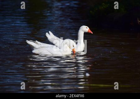 Zwei weiße Gänse schwimmen auf einem See Stockfoto