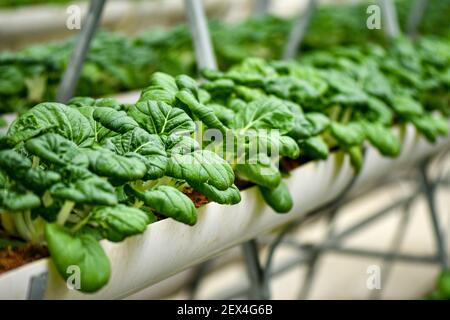 Verticale Landwirtschaft für Milchkohl Versorgung lokalen Markt. Stockfoto