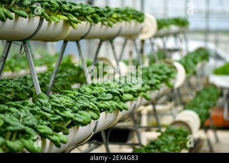 Verticale Landwirtschaft für Milchkohl Versorgung lokalen Markt. Stockfoto