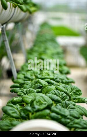 Verticale Landwirtschaft für Milchkohl Versorgung lokalen Markt. Stockfoto