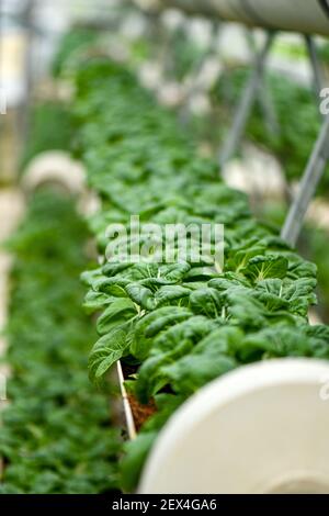 Verticale Landwirtschaft für Milchkohl Versorgung lokalen Markt. Stockfoto