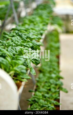 Verticale Landwirtschaft für Milchkohl Versorgung lokalen Markt. Stockfoto