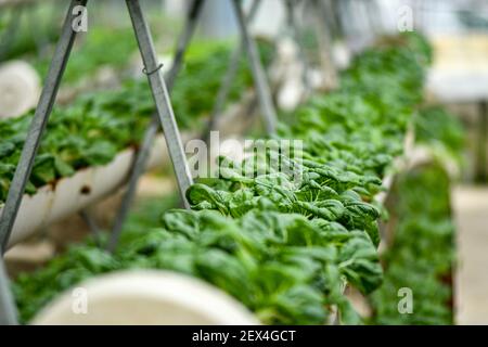 Verticale Landwirtschaft für Milchkohl Versorgung lokalen Markt. Stockfoto