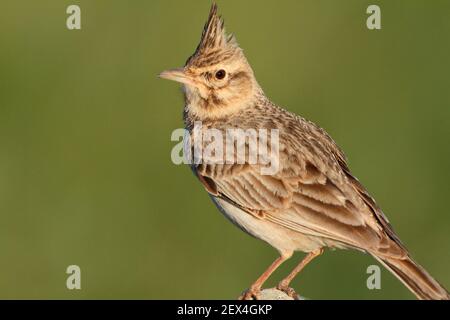 Crested Lark (Galerida cristata) Erwachsene auf einem Kieselstein Beobachtung seines Territoriums, Juni, Südwestfrankreich Crested Lark (Galerida cristata) Erwachsene auf einem Kieselstein Beobachtung seines Territoriums, Juni, Südwestfrankreich
