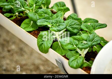 Verticale Landwirtschaft für Milchkohl Versorgung lokalen Markt. Stockfoto