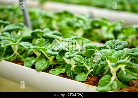 Verticale Landwirtschaft für Milchkohl Versorgung lokalen Markt. Stockfoto