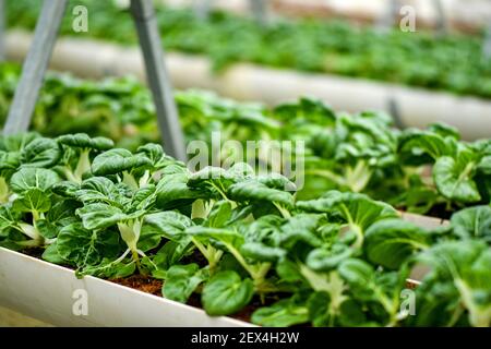 Verticale Landwirtschaft für Milchkohl Versorgung lokalen Markt. Stockfoto