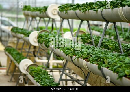 Verticale Landwirtschaft für Milchkohl Versorgung lokalen Markt. Stockfoto