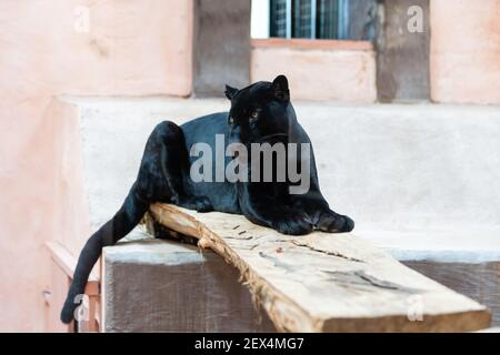 Schöner schwarzer Panther im Zoo Stockfoto