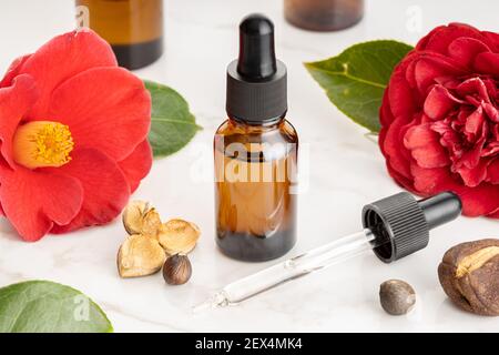 Ätherisches Öl der Kamelie. Kamelienblume, Samen und Ölglasflasche für Schönheit, Hautpflege, Wellness. Pflanzliche Heilmittel Stockfoto