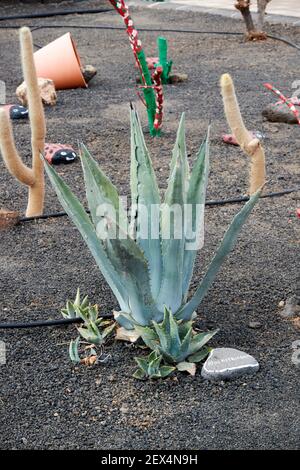 Aloe Mitriformis oder Aloe Vera Pflanze wächst in einem Kaktus Garten in vulkanischen Steinen auf Lanzarote Kanarische Inseln Spanien Stockfoto