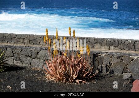 Blühende Aloe Pflanze wächst in einem Kaktusgarten in vulkanischen Steine am Meer in Lanzarote Kanarische Inseln Spanien Stockfoto