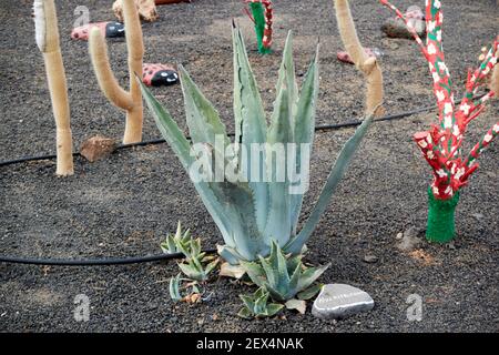 Aloe Mitriformis oder Aloe Vera Pflanze wächst in einem Kaktus Garten in vulkanischen Steinen auf Lanzarote Kanarische Inseln Spanien Stockfoto