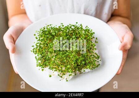 Nahaufnahme der Rucola Micro Greens Sprossen. Mädchen Hände halten weißen Keramikplatte mit frischen Micro Greens Triebe. Geringe Schärfentiefe. Stockfoto