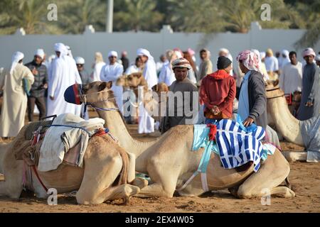 DUBAI, VAE, 2nd. Februar 2019. Kamele warten neben ihren Hirten vor dem Start des Crown Prince of Dubai Camel Race Festival 2019. Dies ist der Stockfoto