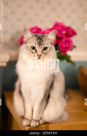 Weibliche Somali Katze Alter 5 Jahre Stockfoto