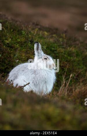 Schneehase (Lepus Timidus) im Winter Mantel, Schottisches Hochland, Schottland, UK Stockfoto
