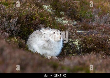 Schneehase (Lepus Timidus) im Winter Mantel, Schottisches Hochland, Schottland, UK Stockfoto