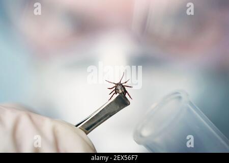 Ein gefährliches blutsaugendes Insekt. Kleine braune Fleckmilbe, biologischer Name Dermacentor marginatus auf in einem medizinischen Reagenzglas. Der Wissenschaftler studiert in Stockfoto