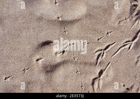 Vogel Fußabdrücke auf einem Sand im Sommer, abstrakten Hintergrund Stockfoto