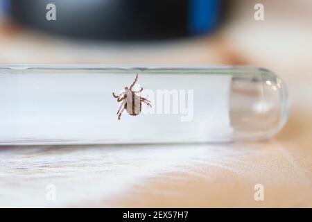 Studie von Milben in einem wissenschaftlichen Labor für Enzephalitis oder Lyme-Borreliose. Ein Parasit, der Krankheiten überträgt, die für den Menschen gefährlich sind. Stockfoto