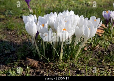Mischung aus farbigen Krokussen Crocus sativus in voller Blüte Pittville Park Cheltenham Februar 2021 Stockfoto