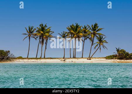 Palm Tree Row: Palmengruppe auf einer schmalen Sandspie an der Carnash Bay mit karibischem Ozean, Carnash Bay, Mayreau, Saint Vincent und den Grenadinen Stockfoto