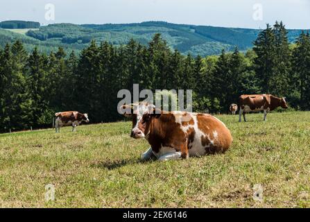 Grasende braune Kühe auf einer grünen Wiese in Ostbelgien Stockfoto