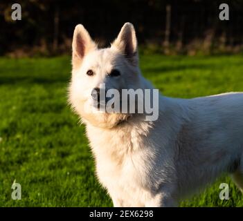 Weißer Schweizer Schäferhund, mit langen pelzigen Haaren in der flämischen Landschaft Stockfoto