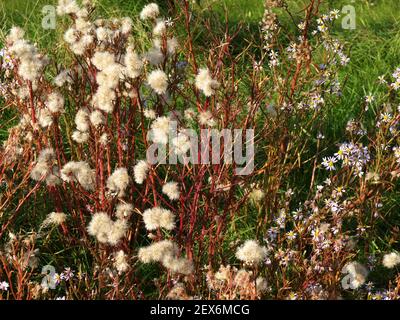 Seeaster; Tripolium Pannonicum Stockfoto