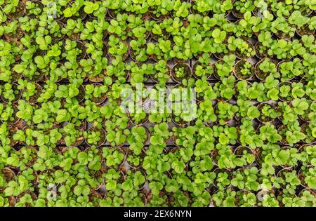 Erdbeerpflanzen Pflanzen im Blumentopf in der Baumschule, Erdbeerpflanzen wachsen im Gewächshaus Stockfoto