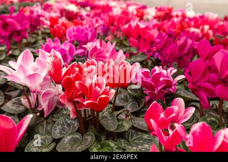 Bunte Cyclamen persicum Blüten verschiedene Farbe mit grünen Blättern. Im Gewächshaus wachsen rosa, weiße und rote Zimmerpflanzen von Cyclamen Stockfoto