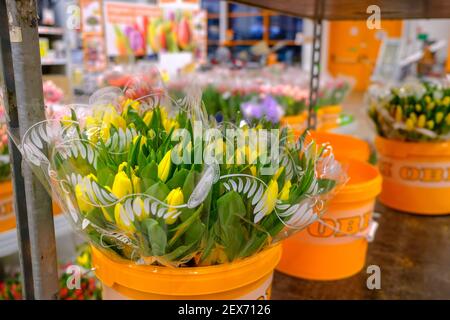 Moskau. Russland. 04. März 2021. Blumensträuße aus bunten Tulpen, verpackt in durchsichtiger Zellophanfolie, in Eimern. Selektiver Fokus. Frühlingsblumen für Stockfoto