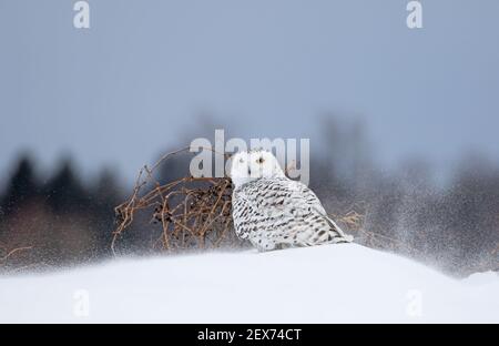 Snowy owl Bubo scandiacus stehend in der Mitte von einem schneebedeckten Feld in Ottawa, Kanada Stockfoto