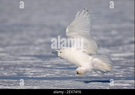 Schneeeule Männchen Jagd über ein schneebedecktes Feld in Winter in Kanada Stockfoto