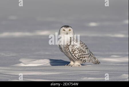 Snowy owl Bubo scandiacus stehend in der Mitte von einem schneebedeckten Feld in Ottawa, Kanada Stockfoto