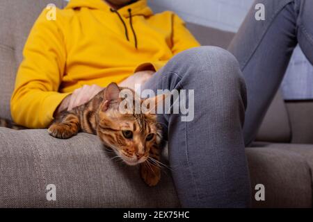 Unkennbarer kaukasischer junger Mann, der mit seiner bengalischen Katze auf der Couch sitzt. Gelbe und graue Farben in den Chlothes. Erstaunliche gefleckte Katze mit geliebten Besitzer. Stockfoto