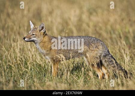 Argentinischer Kampffuchs im NP Torres del Paine, Patagonia, Chile, Grey Fox, np Torres del Paine, Patagonia Stockfoto