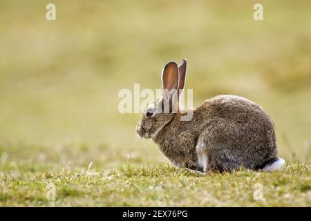 Wildkaninchen (Oryctolagus cuniculus), NP Tierra del Fuego, Kaninchen, Argentinien Stockfoto