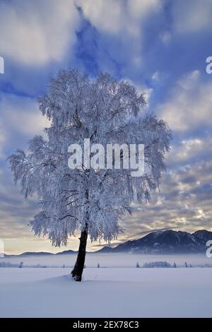 Frostiger und nebliger Sonnenaufgang am Alpenrand, Kochelsee, Bayern starker Raureif in den Bäumen, frostiger und nebliger Sonnenaufgang in der BA Stockfoto