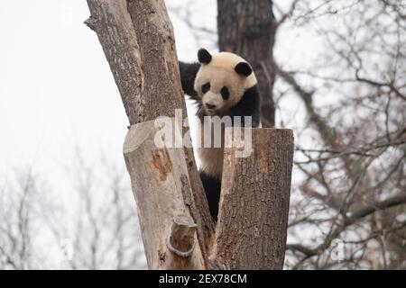 Berlin, Deutschland. März 2021, 04th. Einer der beiden jungen Pandas im Zoo zeigt seine Kletterkünste. Quelle: Paul Zinken/dpa-Zentralbild/dpa/Alamy Live News Stockfoto