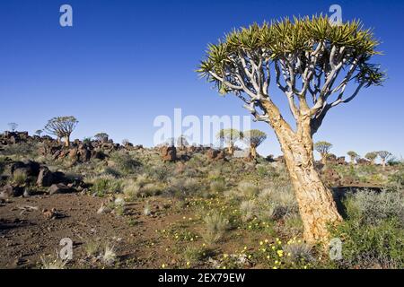 Koecherbaume (Aloe dichotoma), Köcherbäume, Koecherbaumwald Garaspark, Keetmanshoop, Namibia, Afrika Stockfoto