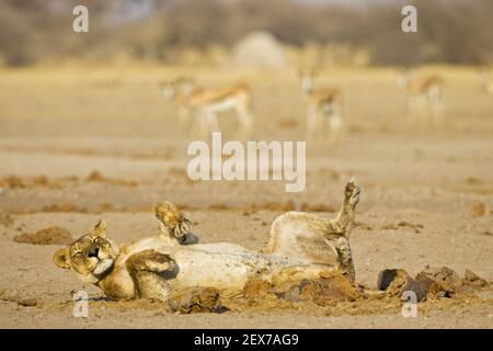 Loewin (Panthera leo), Nxai Pan, Makgadikgadi Pans National Park, Botswana, Afrika, Löwin , Afrika Stockfoto