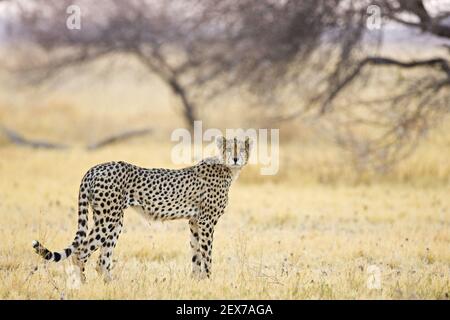 Gepard (Acinonyx jubatus) am fruehen Morgen, Nxai Pan, Makgadikgadi Pans National Park, Botswana, Afrika, Cheetah am Morgen Lig Stockfoto