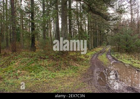 Schlammiger Wanderweg durch einen abgelegenen Waldwald in ländlichen Landschaft im Winter mit Pfützen Stockfoto