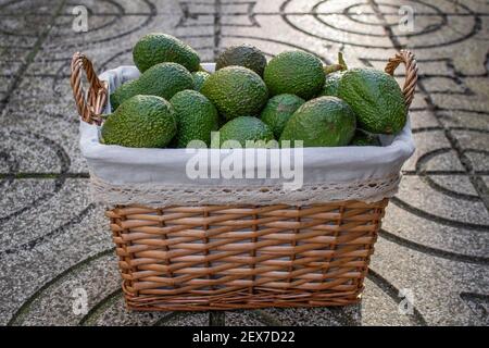 Wicker Picknickkorb im Hinterhof voll von frisch geernteten hass Avocados aus lokalem Obstgarten. Konzept für selbst gewachsene Produkte Stockfoto